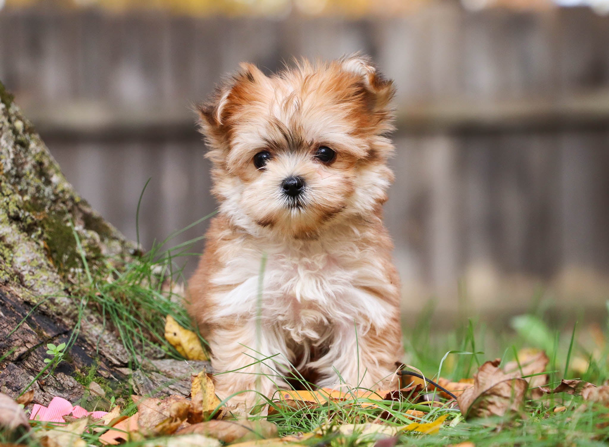 Morkie Dog Breed Adoption Information Petfinder